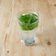 Iced Coconut Water With Mint