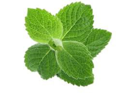 Fresh Mint Tea